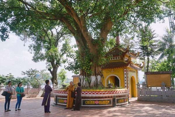 Bodhi tree in Tran Quoc Pagoda